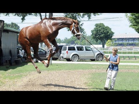 Best funniest horses of the week - Funny And Cute horses Video Compilation 2024 🐴#9