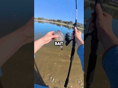 Big Bait BIG Fish? #fishingvideo #fishing #cutbait #baitandwait #fish