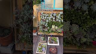 Some of the recent succulent paintings