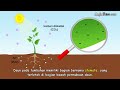 Photosynthesis Processes and Functions