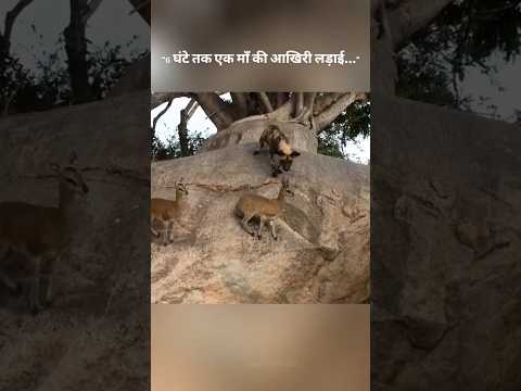 A mother's last fight for 6 hours...