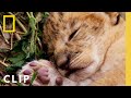 Lion Pride Strategy and Defense