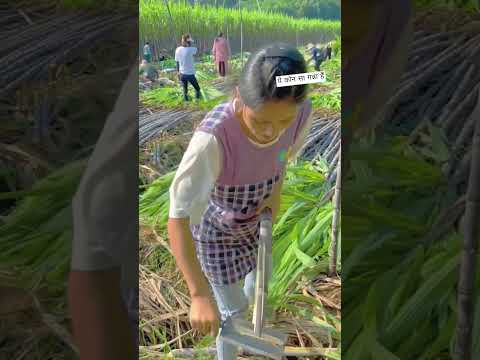गन्ने की खेती #sugarcane #agricultura #shorts