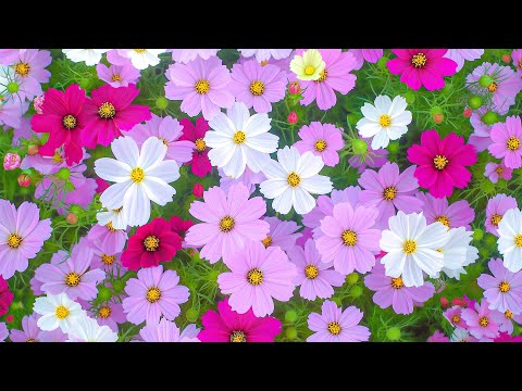 Very Relaxing Music - Calm music calms the heart and helps to relax the nervous system