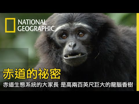 森林生態系婆羅洲與蘇門答臘，與當地各種美麗且極富生命力的生物形成獨特的生態圈【赤道的秘密】 - YouTube
