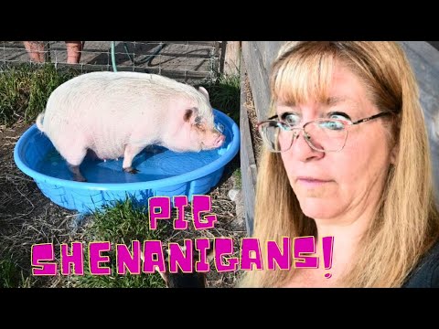 WTH did my PIG Just do?