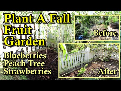 Plant a Fruit Garden in the Fall (September & October): Peach Tree, Blueberry Bush & Strawberries