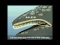 Gray Whale Adaptations and Anatomy