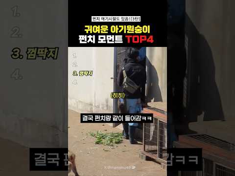 귀여운 아기원숭이 펀치모먼트Top4#랭킹쇼츠