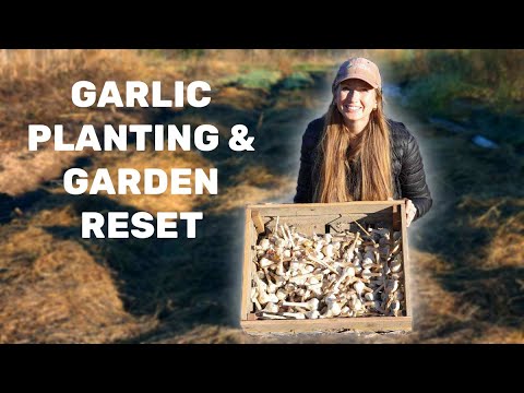 Planting Garlic & Winter Garden Prep