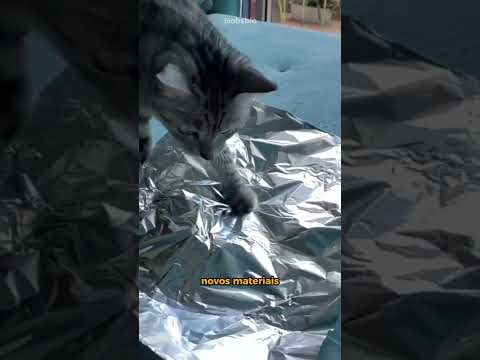 POR QUE GATOS PARECEM TOMAR CHOQUE NO PAPEL ALUMÍNIO? #shorts
