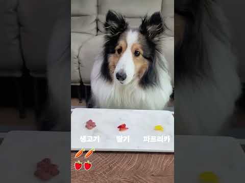 충격적인 강아지 입맛 2탄ㅋㅋㅋ