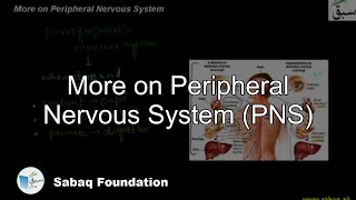 More on Peripheral Nervous System (PNS)