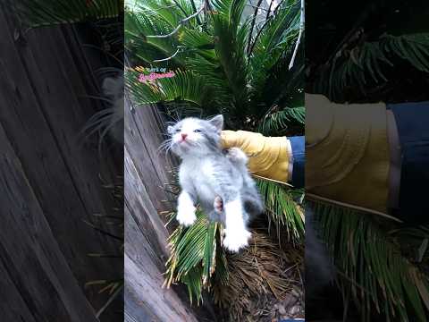 Kittens Rescued During Storm #catrescue #cat #kitten #kittenrescue #rescue