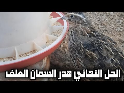 السمان يرمي العلف من المكالة اليك الحل ببساطة.