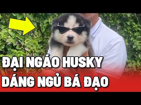 Bó tay với nết ngủ độc lạ của các Ngáo Husky hồi còn bé 😂