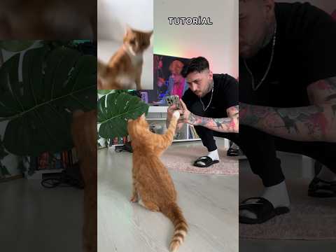 Sarı kediler hep zekidir!😱Akımın en iyisini yaptı! (Abone olana süpriz ❤️)