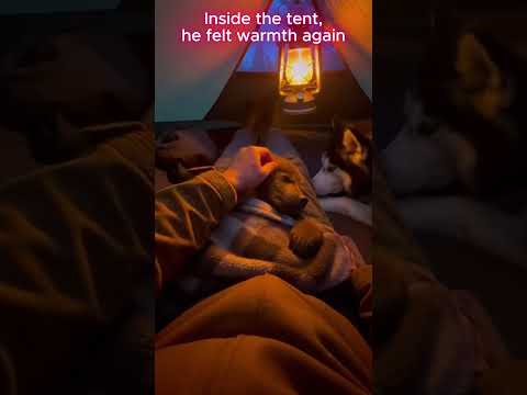 In this moment, humans deserve the title “the spirit of life.” 🐾✨#trend #animals #love