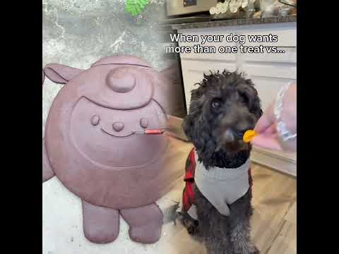 My dog says I’m a hypocrite 😅 #dog #funnydog #dogowner #funny #relatable #pov #shorts