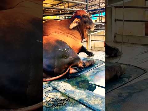 Qurbani goru 2025 🐂 Big Size bull 😲😲😲😲😲😲😲 #bull #cow #qurbani2025 #qurbani #trending #shorts #goru