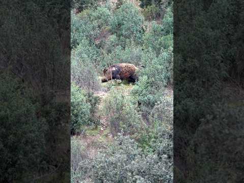 Giant boar slipping out of the drive encounters Victoria 💥