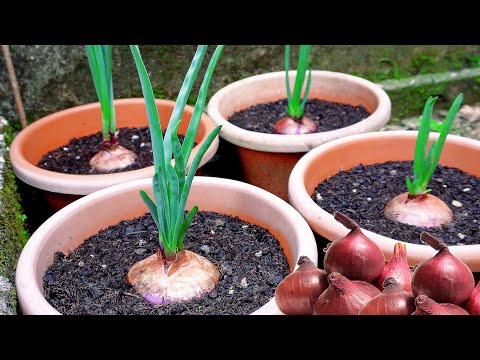 Unexpected Onion Regrowth Journey with a Disappointing Twist
