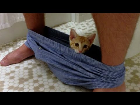 FUNNY CATS MEMES COMPILATION V42