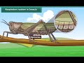 Insect Tracheal System Concepts
