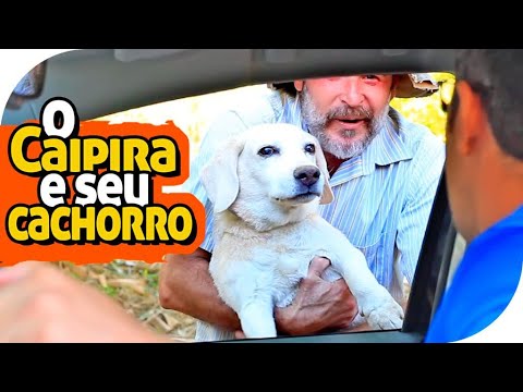 Dar carona pro cachorro?