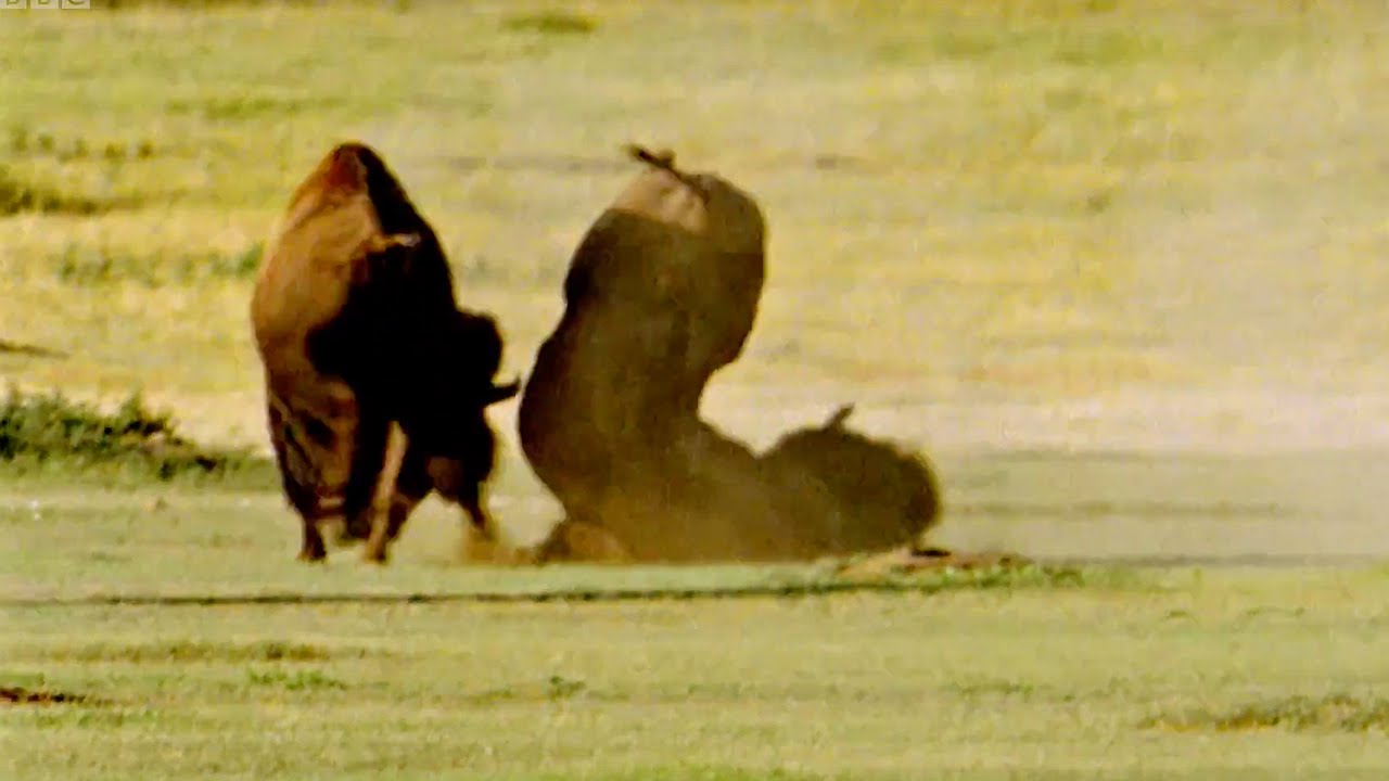 Fighting For The Female Animal Attraction BBC