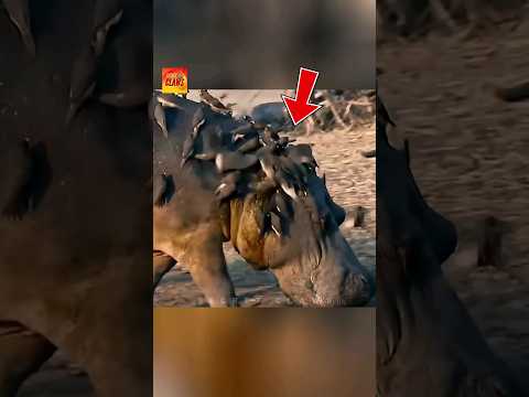 Why Are These Birds Eating The Rhino?
