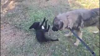 Maki mit anderem Hund