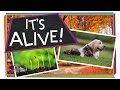 Exploring the Characteristics of Living Things