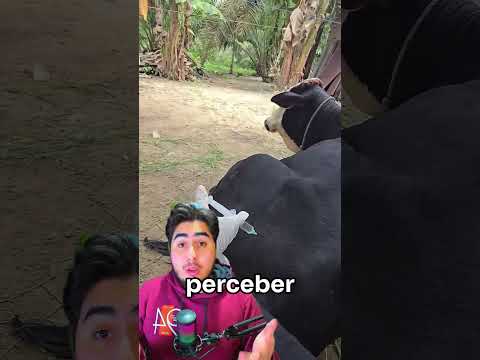Por que ele faz isso com a Injeção? 😨
