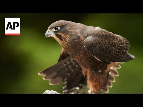 YouTube video thumbnail: The New Zealand Falcon, or Kārearea, is Crowned Bird of the Year