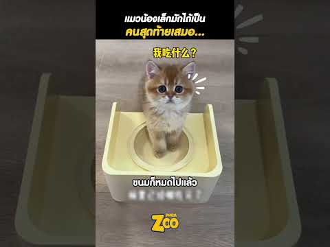 แมวน้อยเกิดทีหลัง ต้องยอมพี่ๆ