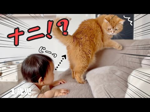 1歳児にしつこくお尻を覗かれた猫がこうなりましたｗ