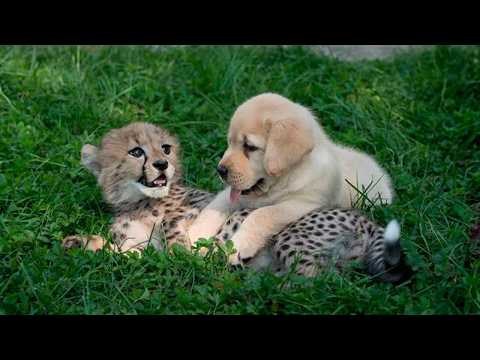 This dog and the cheetah met as children, Two Years Later They Are the Most Devoted Friends