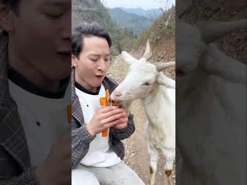 Is it because the grass is not as fragrant as the spicy strips? My rural life. The shepherd boy