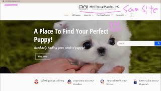 [Miniteacuppuppy]Don't be fooled by the Scam website.#puppy #puppylove #teacuppuppies #scam