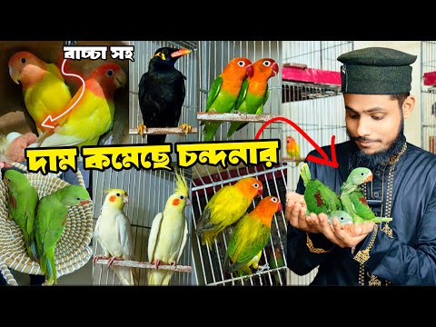 দা'ম কমেছে চন্দনার | বাচ্চা সহ লাভবার্ড এনেছি | জমজমাট পাখির সেটাপ | কথা বলা ময়না পাখি।1 Feb 25