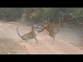 Wildlife Enthusiast's Unforgettable Experience
