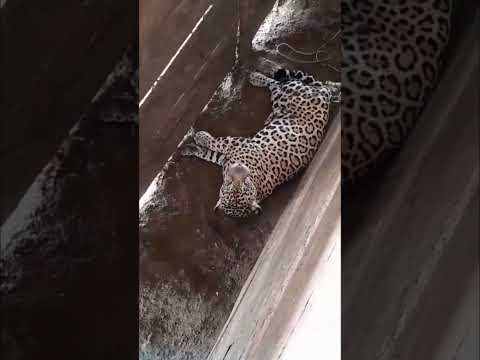 pegou a onça-pintada na armadilha