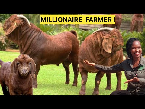 Cost Of Starting A Simple GOAT Farm Business!| Land,Breeds,Housing,Management.