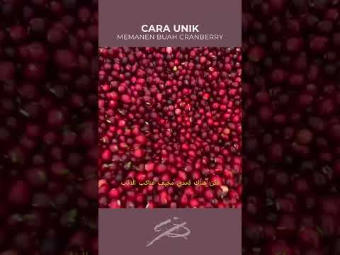 اخطر وظيفة في العالم.