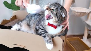 ブラッシングが大嫌いな猫vs推し活ブラッシングの結果がコチラ🤣🤣🤣