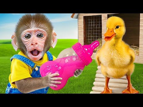 KiKi Monkey Take Care of Duckling by harvesting Color Jelly Milk Bottle on farm |  KUDO ANIMAL KIKI