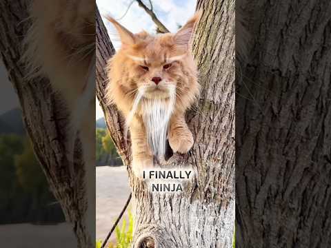 I Finally Ninja! #funnycats #ninja #cat #ninjacat