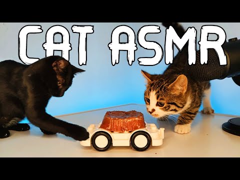 ASMR Mukbang: Cats Enjoy Meals in Toy Car