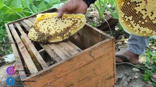 Pindah Koloni Dari Kotak Jebakan Ke Kotak Stup